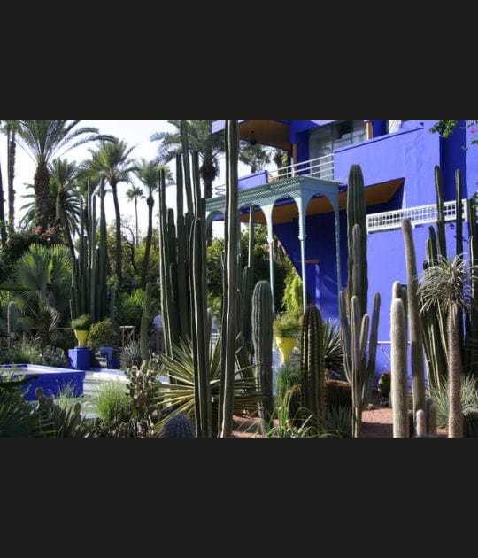 Jeu de cactus