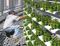 Les villes du futur : Les fermes verticales