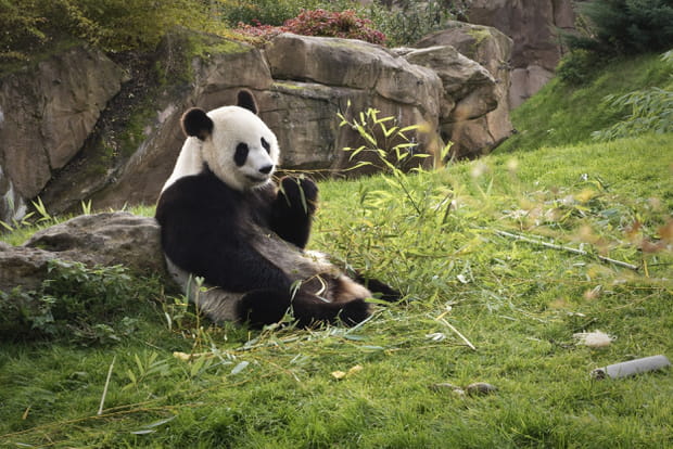 Beauval, le zoo le plus visité de France