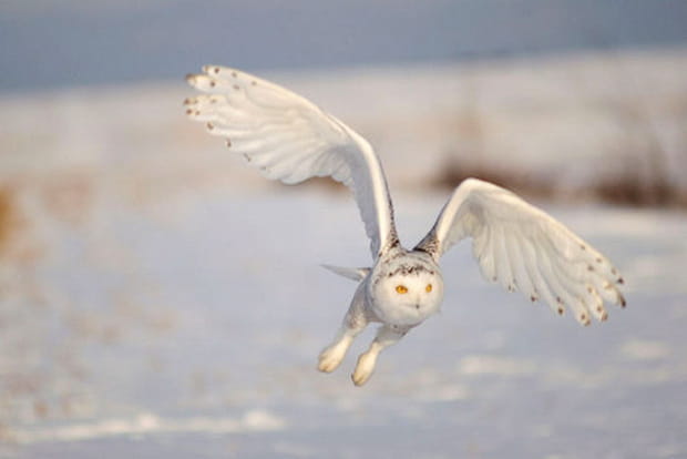 Le vol de l'Harfang des neiges