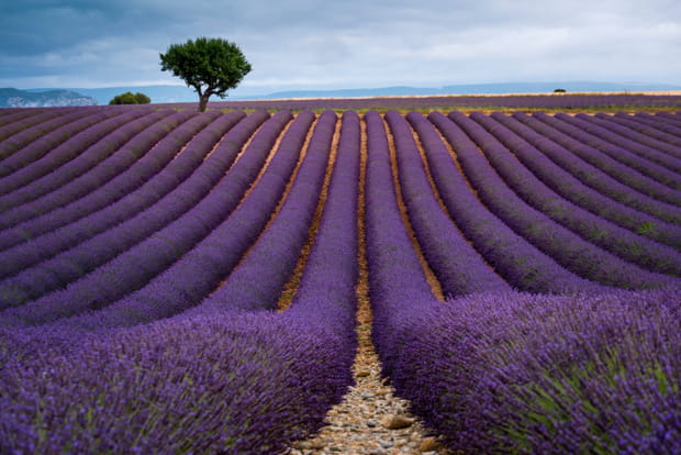 Le pays de Forcalquier, joyau de la Haute Provence