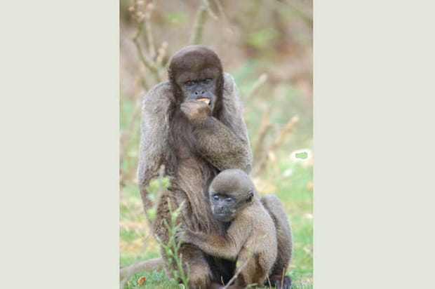 Les fragiles singes laineux