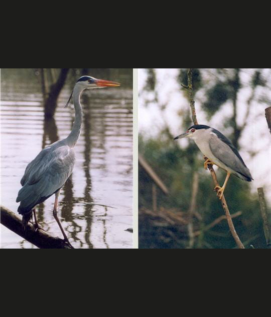 Les oiseaux du Marais poitevin