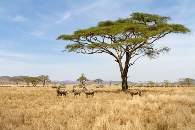 Le parc national du Serengeti en Tanzanie