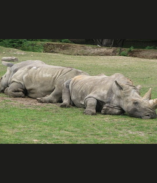 Le dos &agrave; dos des rhinos