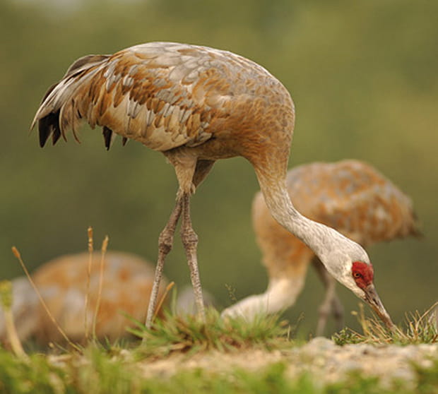La discrète grue du Canada