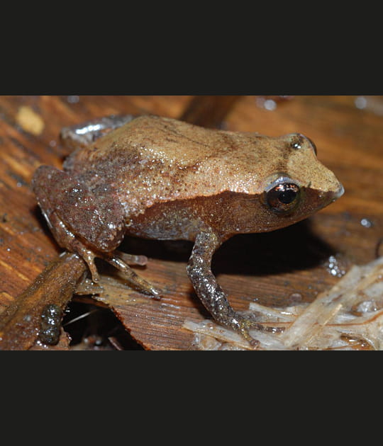 Une grenouille de deux centim&egrave;tres