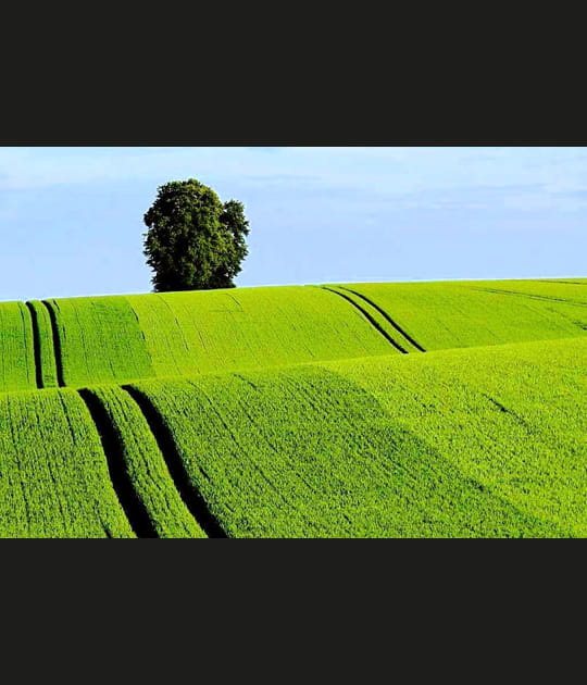 Paysage champ&ecirc;tre