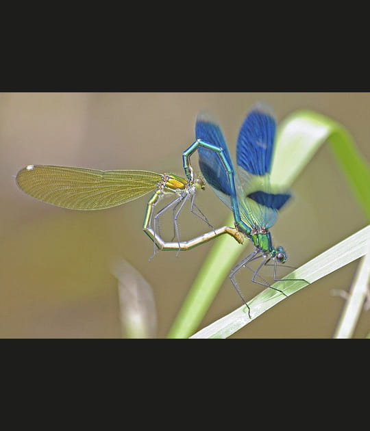 Acrobaties amoureuses