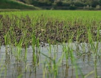 Agitateurs de goût : Le riz de Camargue