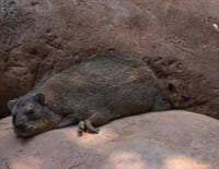 L'école des bébés animaux : Une naissance chez les capybaras