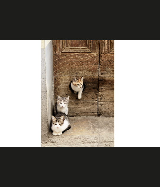 Les trois petits chatons