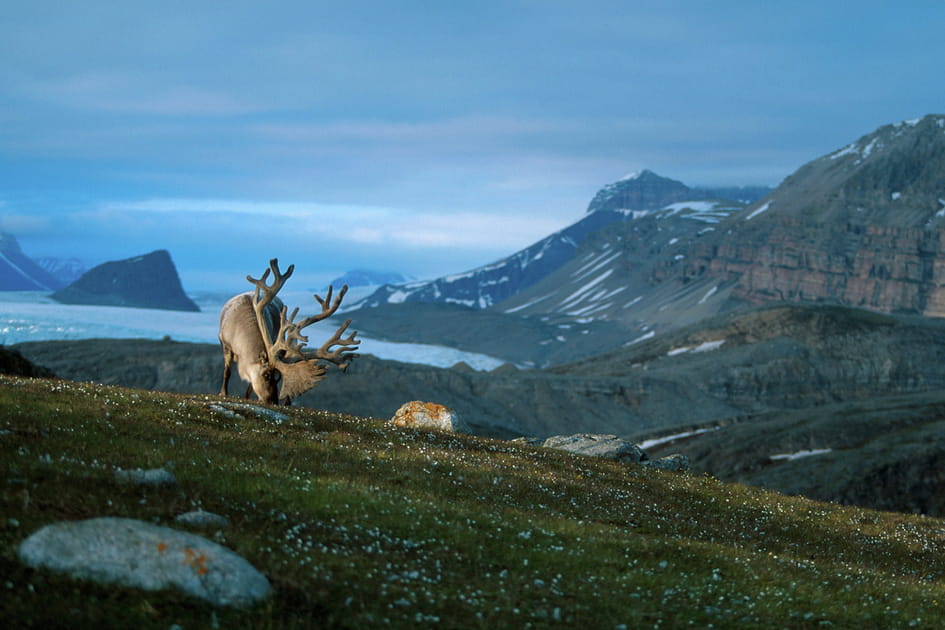 La faune du pays des fjords