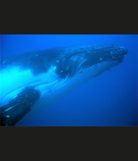 Baleine &agrave; bosse
