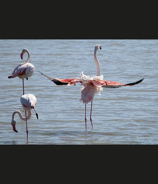 Les flamants roses