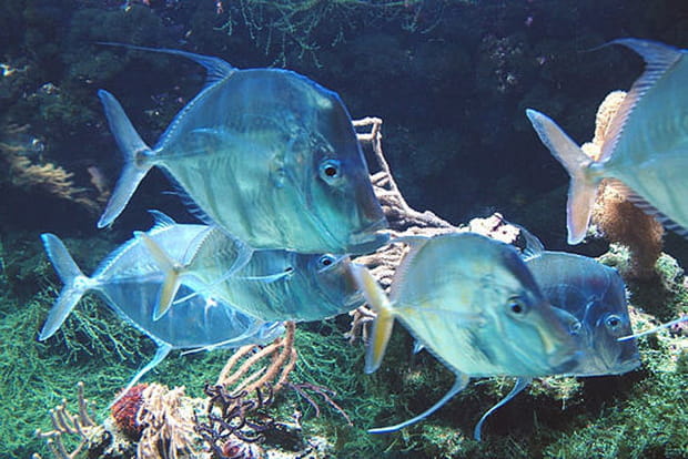 L'aquarium de La Rochelle