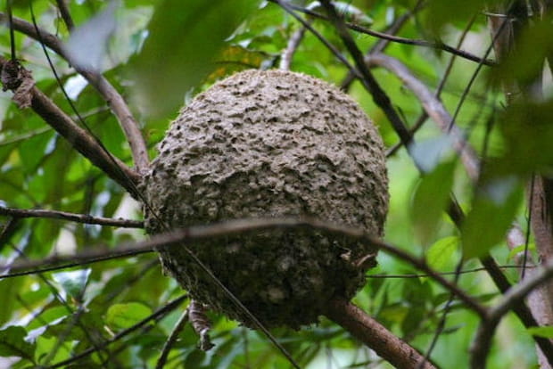Fourmilière perchée