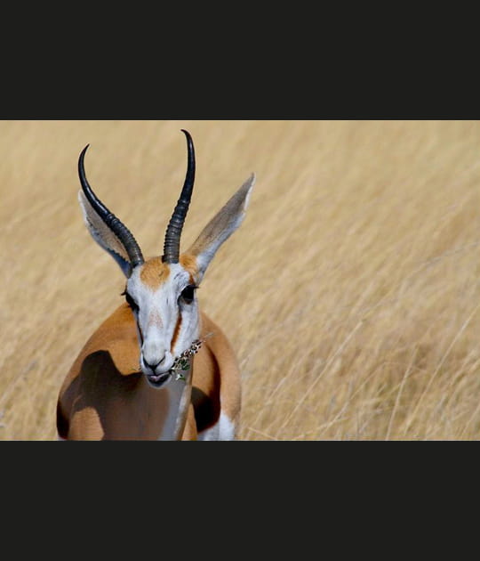 Dans la savane