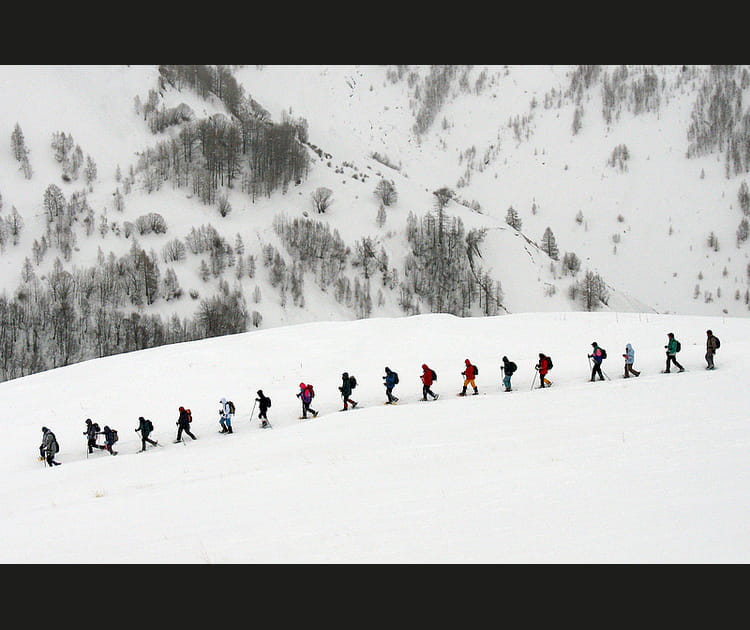 Comme des moutons de Panurge