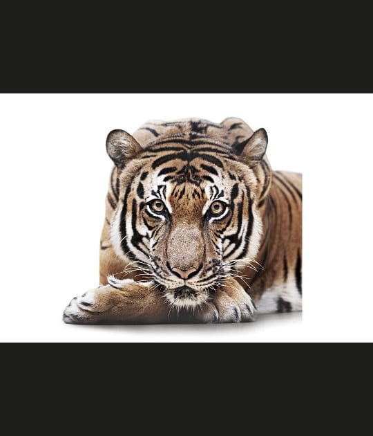 Un tigre aux yeux hypnotiques