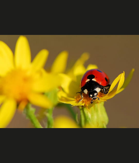 Coccinelle