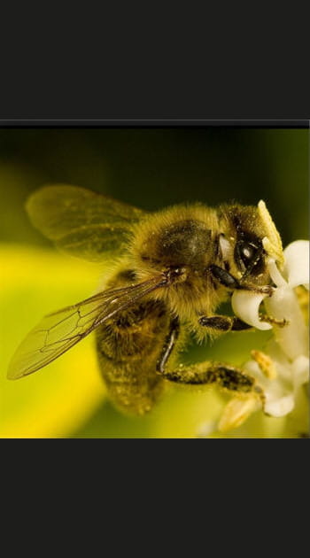 Qui veut la peau des abeilles&nbsp;?