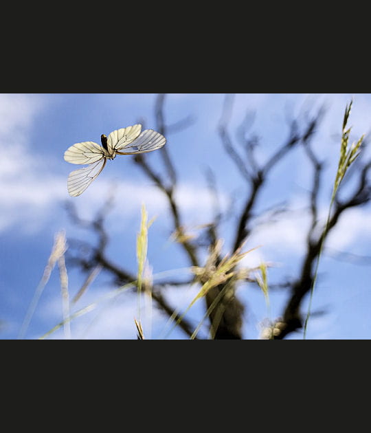 Vol du papillon Gaz&eacute;, Ard&egrave;che