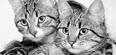 chats