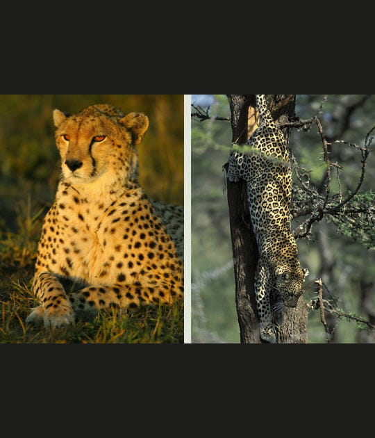 Douceur du soir et agilit&eacute;