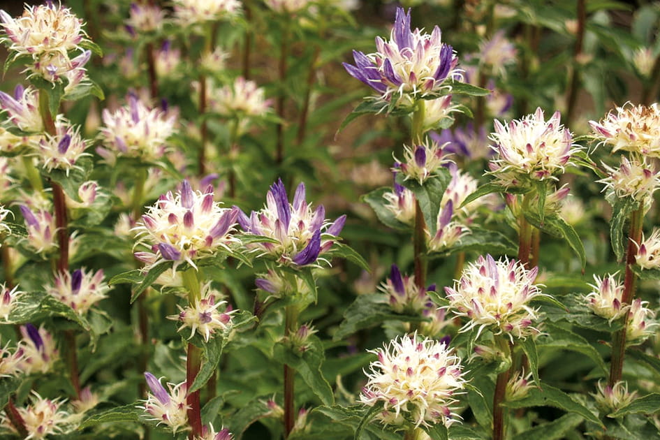 Des nouveaut&eacute;s en mati&egrave;re de campanules : Campanula &quot;Genti Twisterbell&quot;