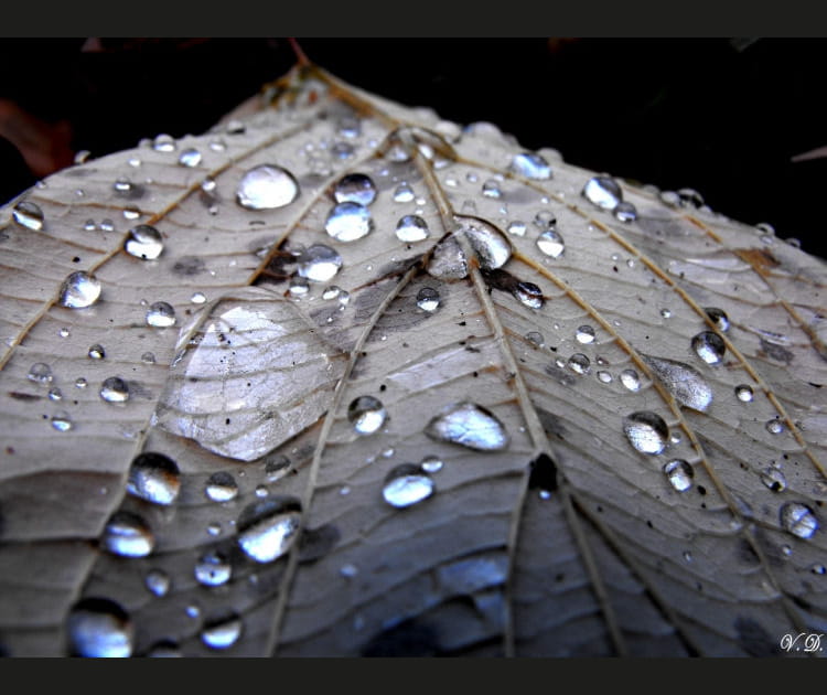 Perles d'automne