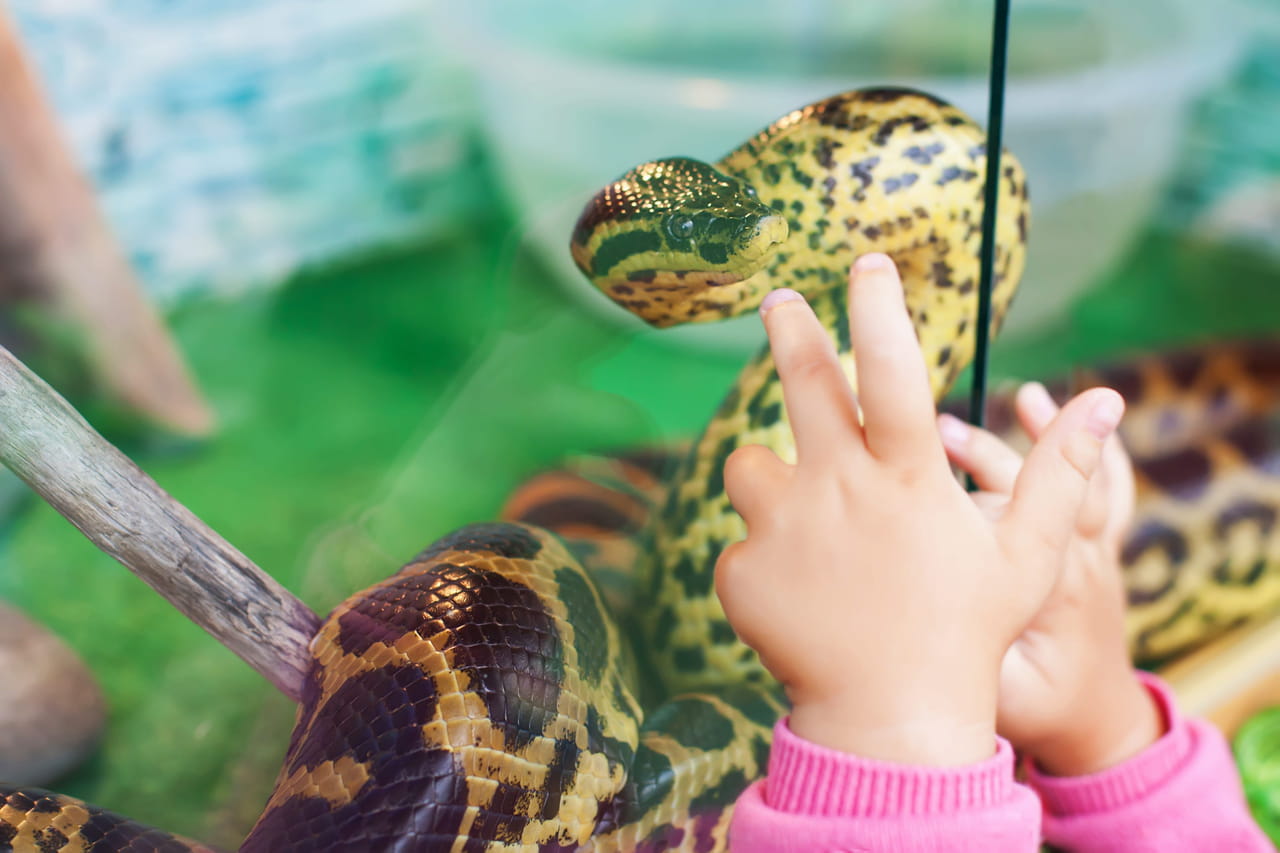 Une enseignante nourrit le serpent de la classe avec un chaton vivant, une plainte déposée