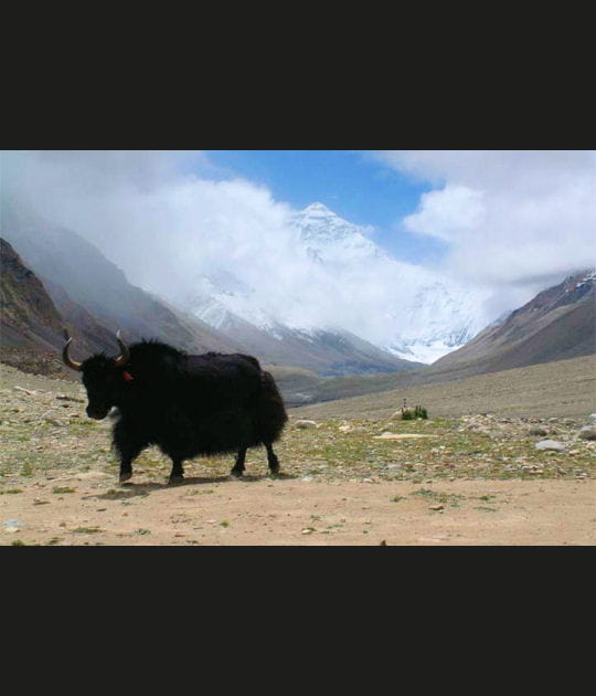 Le pelage laineux du yak