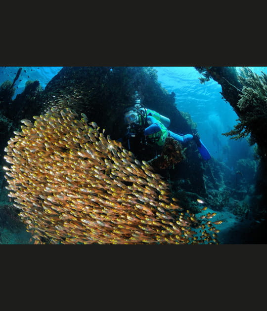 Banc de poissons
