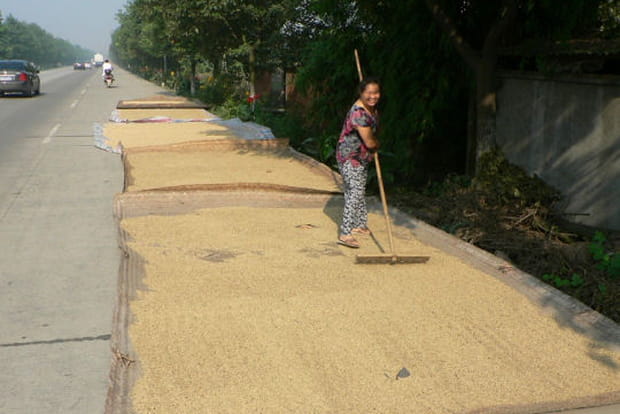 La récolte du riz sur les routes