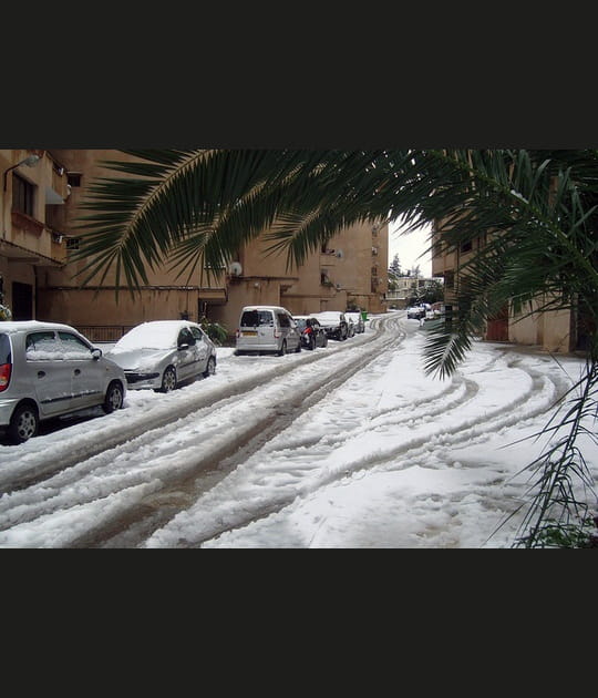 Palmiers et neige
