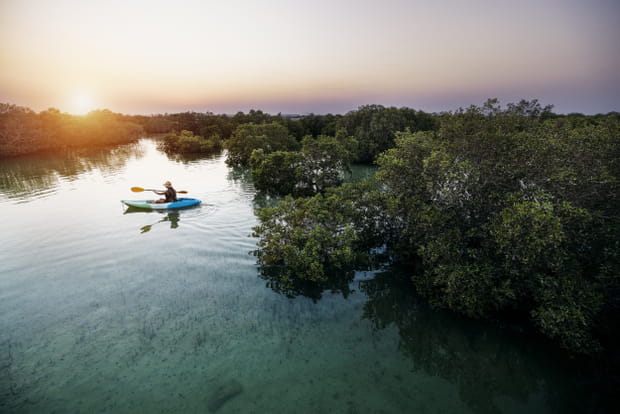 Jubail Mangrove Park, un trésor de biodiversité