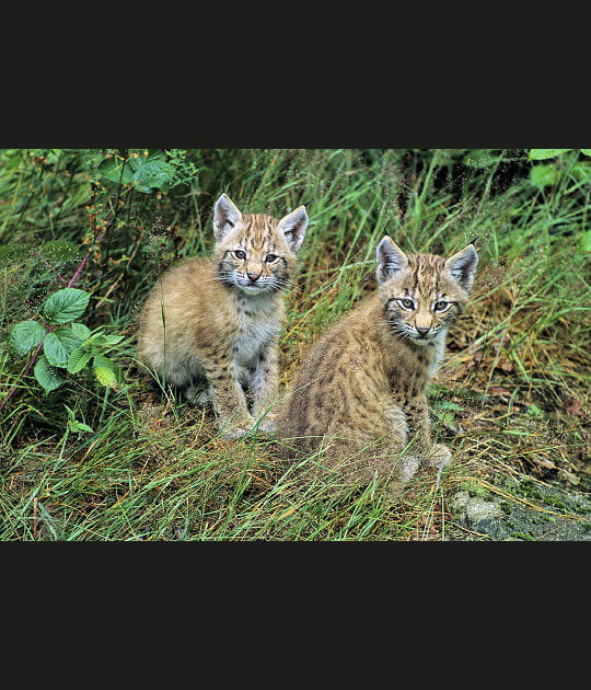 De jeunes lynx vuln&eacute;rables