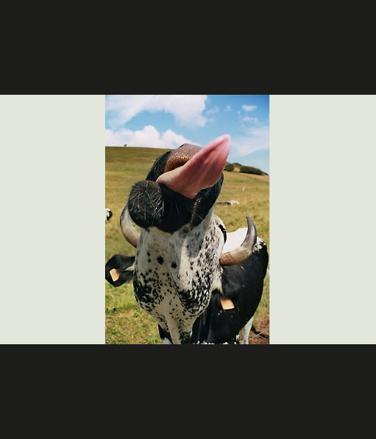 La vache