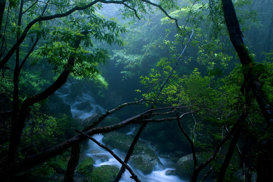 Yakushima et l'esprit de la for&ecirc;t