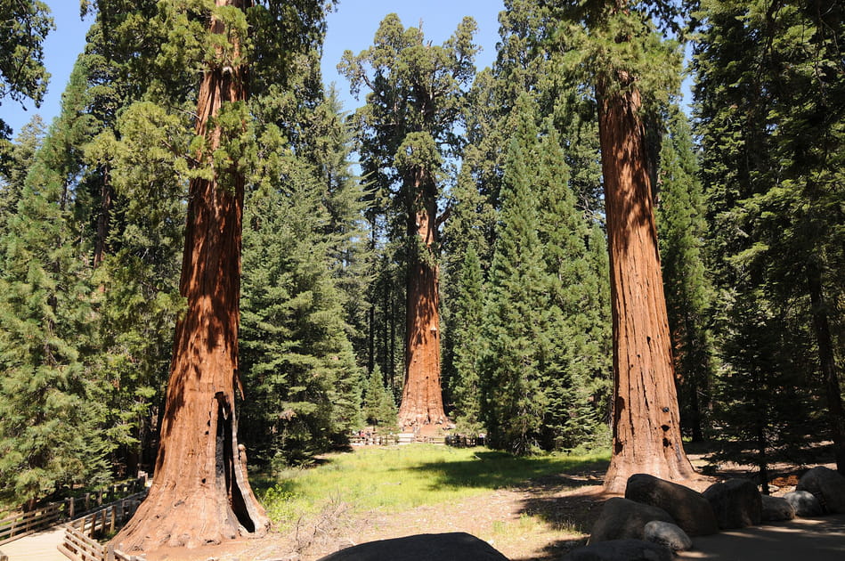 Les sequoias g&eacute;ants de Californie