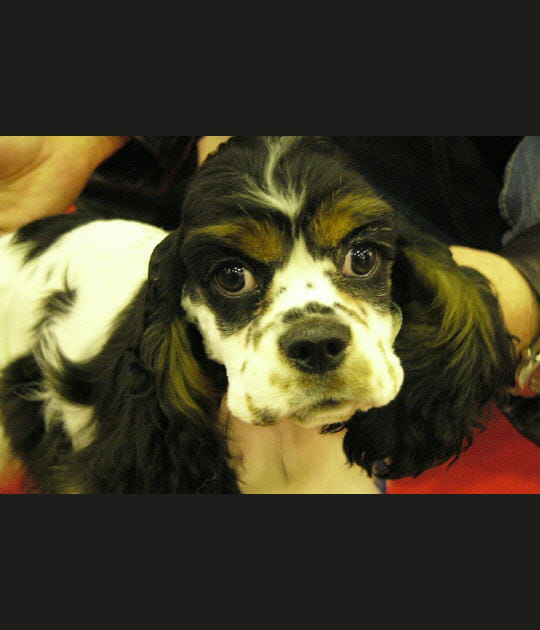 Cocker am&eacute;ricain