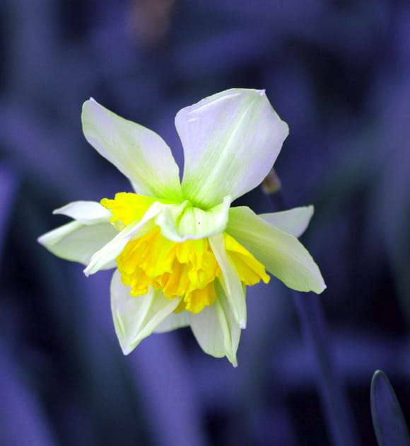 C&oelig;ur de fleur