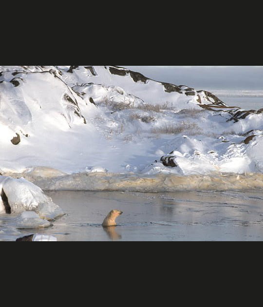 Un oc&eacute;an de glace