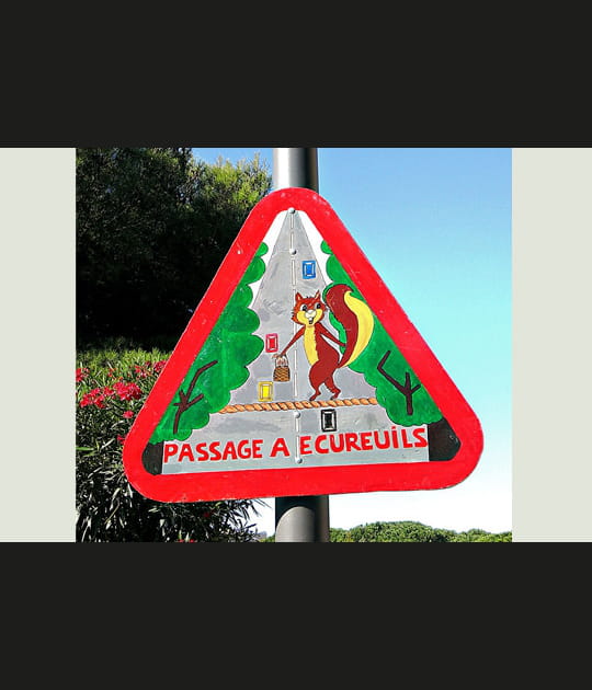 Travers&eacute;e d'&eacute;cureuils