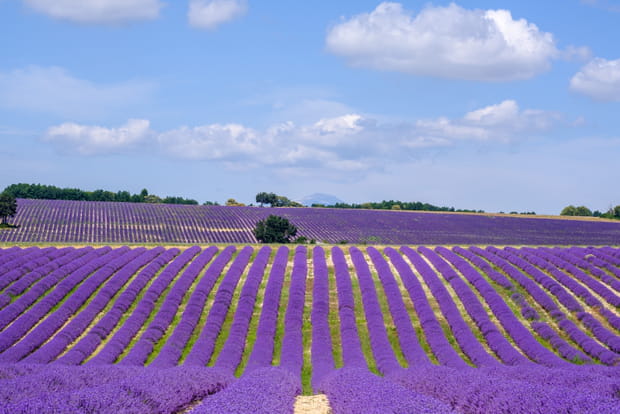 Plateau d'Albion, au pays de Giono