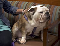 Urgences Animales : Suspects inhabituels