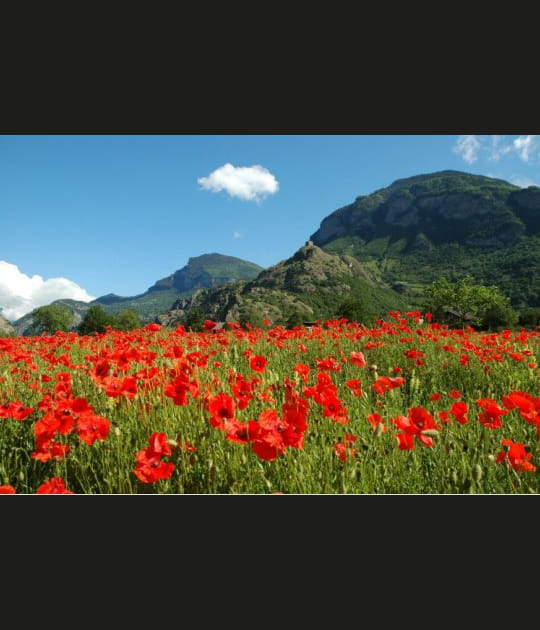 Grand champ de coquelicots