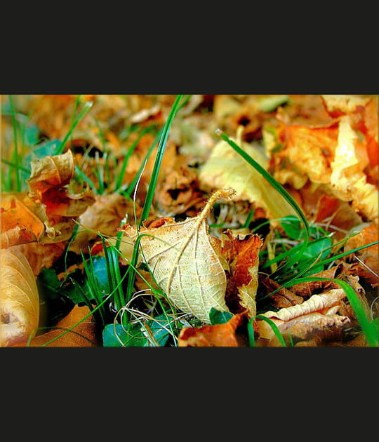 Feuilles de noisetier