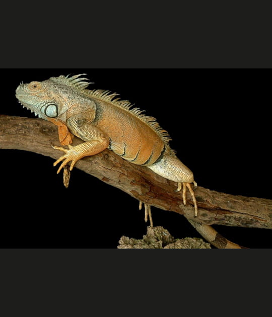 L'iguane